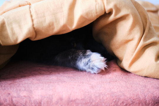 Cat paw is ticking out from under the blanket.