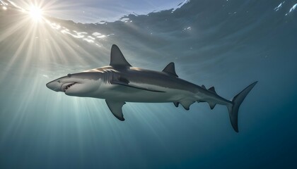 A Hammerhead Shark With Sunlight Filtering Through Upscaled 14 - obrazy, fototapety, plakaty