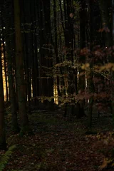 Gardinen forest in autumn © Ong