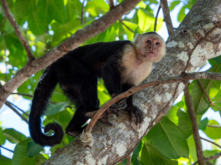 Singe capucin