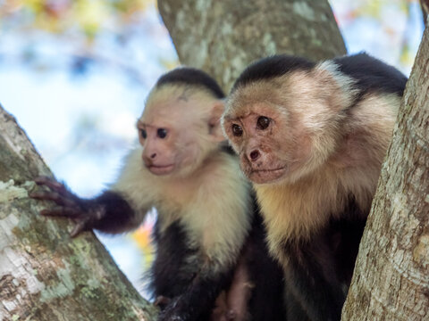  singe capucin du Costa Rica