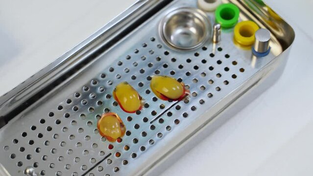 PRF membrane preparation. Fibrin clots on a perforated metal tray. PRF is placed in prf box. Fibrin clots of a gel-like consistency using for preparation of membranes. Modern dental surgery. Close-up.