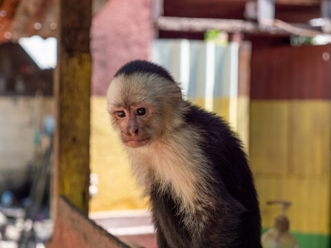 Singe Capucin du Costa Rica