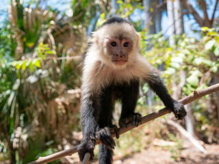 Singe Capucin du Costa Rica