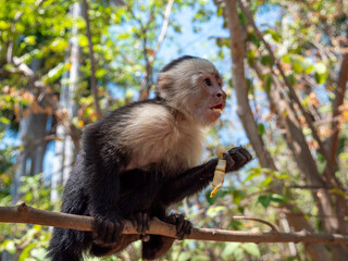 Singe Capucin du Costa Rica