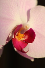 close up of orchid