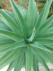 close up of aloe vera plant