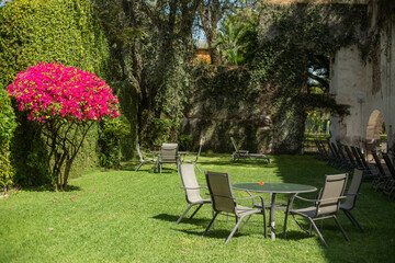 Obraz premium beautiful flowering tree in the garden, Mexico