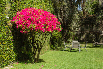 beautiful flowering tree in the garden, Mexico