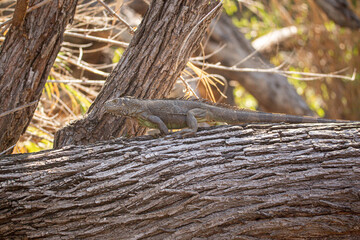 Iguana on a tree, Sumidero Canyon,Mexico