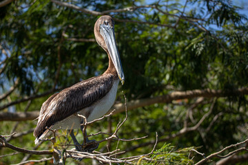 Pelicans in the trees, Sumidero Canyon,Mexico