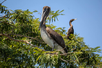 Pelicans in the trees, Sumidero Canyon,Mexico