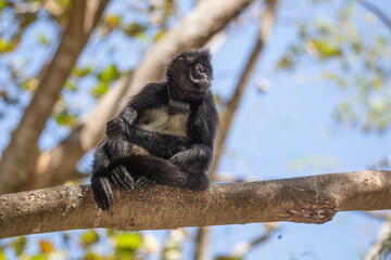 black monkey, Mexico