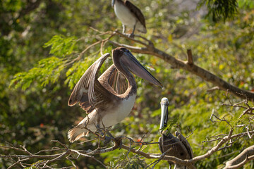 Pelicans in the trees, Sumidero Canyon,Mexico