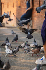 group of pigeon eat food and take photo with tourist at ancient city wall the Phae gate of chiangmai thailand
