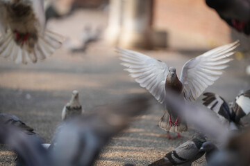 group of pigeon eat food and take photo with tourist at ancient city wall the Phae gate of...