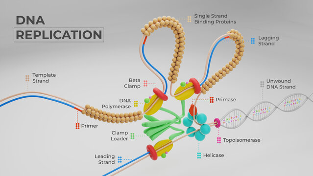 3d illustration of replication process of DNA along with mentioned enzymes in action