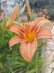 orange lily flower