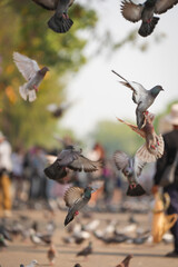 group of pigeon eat food and take photo with tourist at ancient city wall the Phae gate of chiangmai thailand
