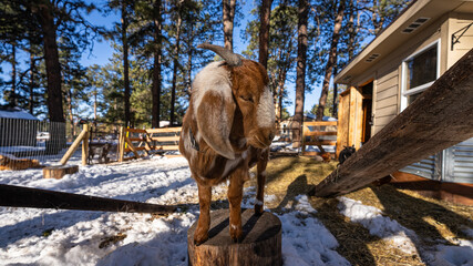 boer goat stands on a log showing his horns 