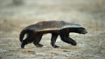 Honey Badger (Mellivora capensis) Kgalagadi Transfrontier  Park, South Africa