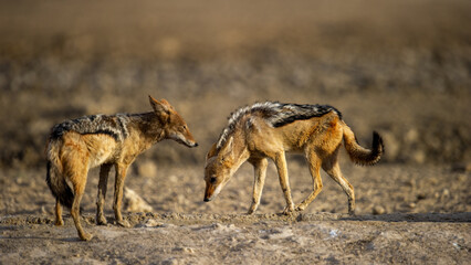 Black-backed jackal (Canis mesomelas) Kgalagadi Transfrontier Park, South Africa