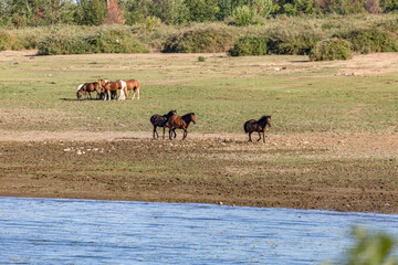 Obraz na płótnie Canvas In motion, herd of horses running on shore of lake Kerkini, natural reserve park, Northern Greece, South Europe
