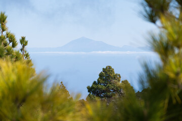 Vulcano Pico del Teide (Tenerife) framed by pine trees (Pinus canariensis) seen from the Ruta de...