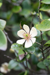 The Michelia Figo flower.