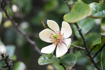 The Michelia Figo flower.