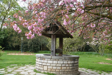 magnolia sur un puit