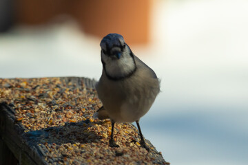 This beautiful blue jay came out to the wooden railing. Birdseed is all around this bird. These colorful avians are so pretty to watch with their white, black, and blue feathers.