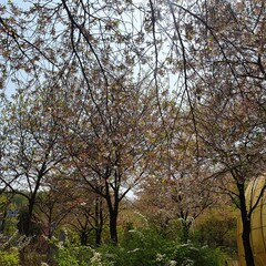 Obraz premium trees in spring