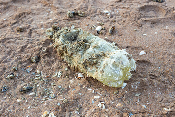 A plastic bottle overgrown with shells on the seashore. Plastic garbage in the sea, environmental disaster.