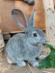 rabbit in the garden