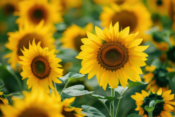 Sunflower field in summer