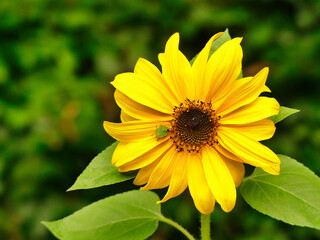 Yellow flower in the garden