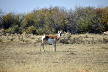 Pronghorn in the Fields of Northern Colorado