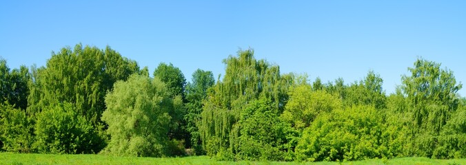 Green grass and blue sky. Large forest clearing in summer surrounded by mixed forest	