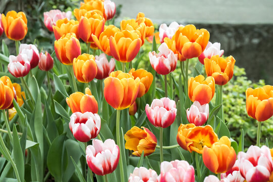 Beautiful blooming tulips.