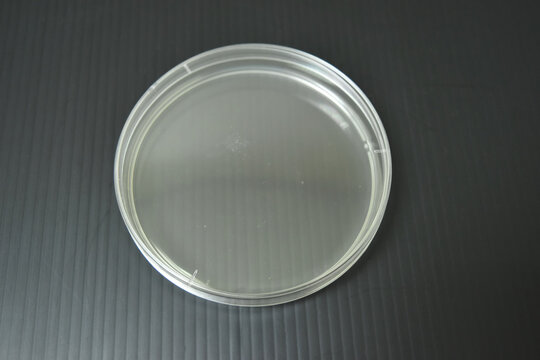Colonies of bacteria growth on agar plate medium in laboratory.