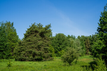 Fototapeta premium Trees in the forest. Large forest clearing in summer surrounded by mixed forest 