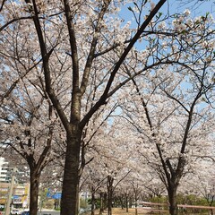 trees in spring