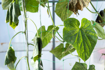 Cucumber plants infected by Whitefly - dry dark leafs.