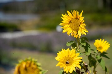 sunflowers growing in a garden in australia