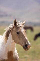 Obraz na płótnie Canvas Wild Horse in the Utah Desert in Spring