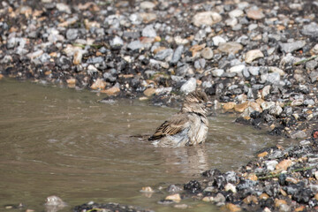 House Sparrow passer domesticus having a wash in a muddy puddle	