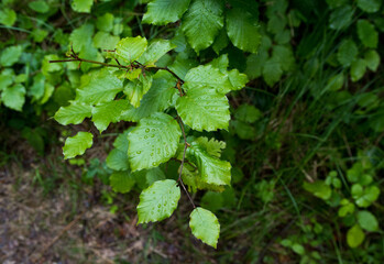 Amazing green forest with trees and bushes growing in countryside.