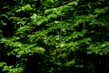 Amazing green forest with trees and bushes growing in countryside.