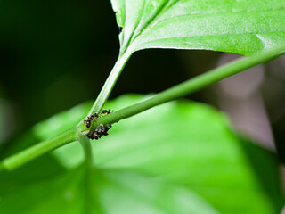 two black ants greeting each other on a green plant
